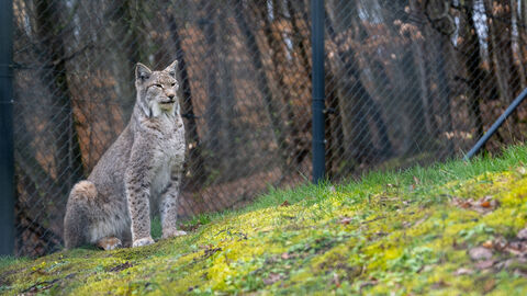 Ministerpräsident Boris Rhein hat den Tiergarten Weilburg besucht und sich dort u.a. über das Angebot des Wildparks informiert.