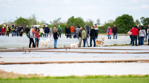Teilnehmer der Spargelwanderung laufen mit Hunden zwischen den Spargelfeldern umher und unterhalten sich.