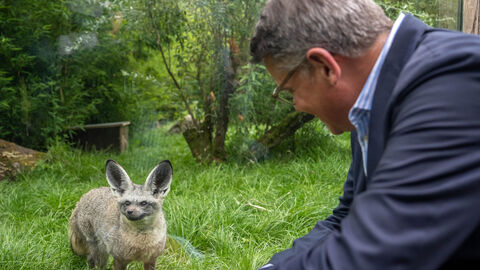 Ministerpräsident Boris Rhein beugt sich lachend zu einem Tier im Zoo: einem Löffelhund