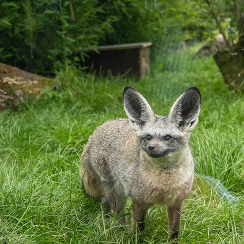 Löffelhund auf der Wiese im Zoo